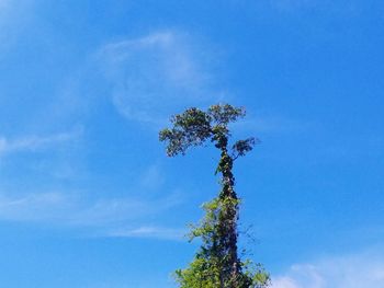 Low angle view of tree against blue sky