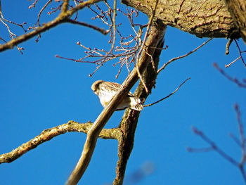 Low angle view of bird perching on tree against sky