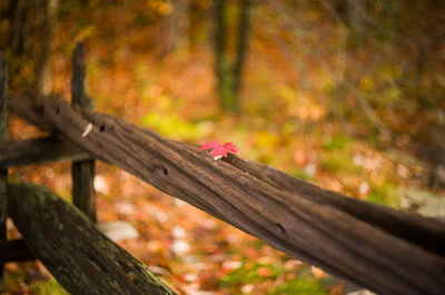Close-up of wooden plank