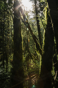 Low angle view of sunlight streaming through trees in forest