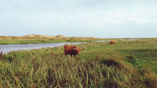 Horses grazing on grassy field