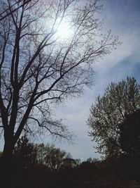 Low angle view of silhouette trees against sky