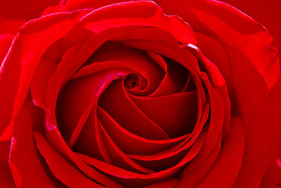 Close-up of red rose