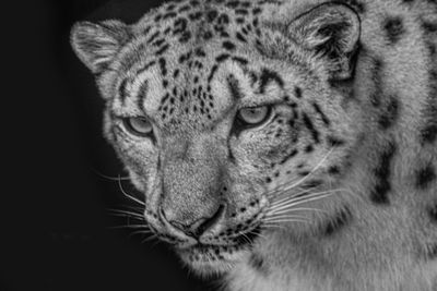 Close-up portrait of a cat