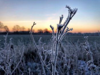 Close-up of snow on field against sky during sunset