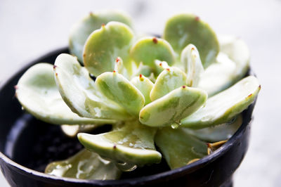 A mini succulent in the shape of a lotus dark green brown with red pointed tips 