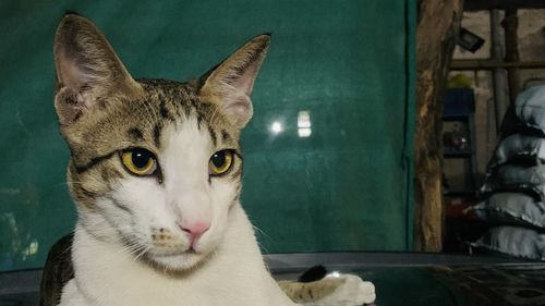 Close-up portrait of tabby cat