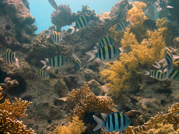 High angle view of fish in sea