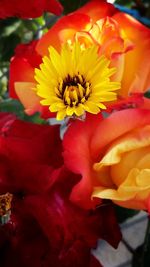 Close-up of yellow rose flower