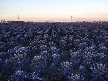 Purple flowering plants on field against sky during sunset