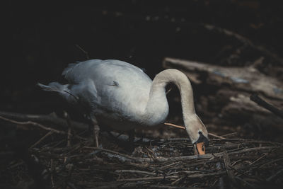 Close-up of a swan in nest