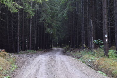 Road amidst trees in forest