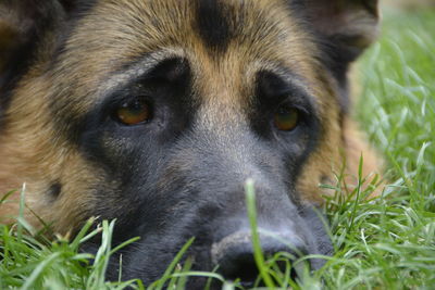 Close-up portrait of dog