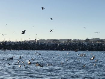 Birds flying over lake against sky