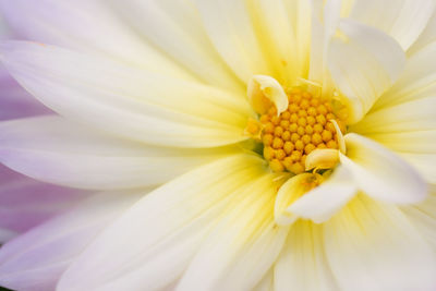 Close-up of pink flower