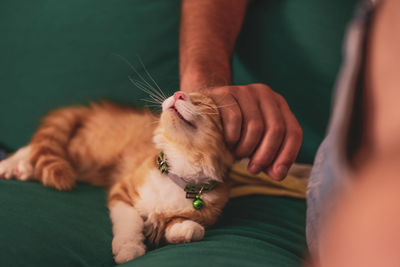 Cropped hand playing with cat on bed