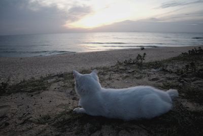 Scenic view of sea against sky during sunset