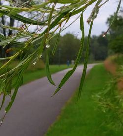 Close-up of fresh green plants in lake