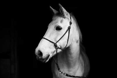 Close-up of horse in stable