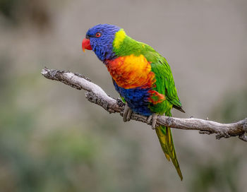 Close-up of parrot perching on branch