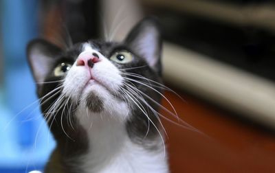 Close-up of cat looking up