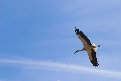 Low angle view of birds flying in sky