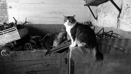 Portrait of cat sitting outdoors