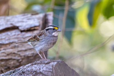 Close-up of bird perching on rock