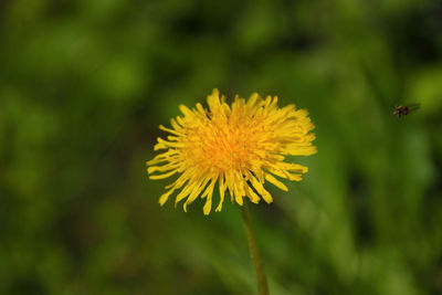 Close-up of yellow flower blooming outdoors