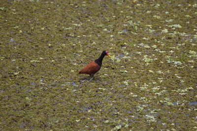 High angle view of bird on field