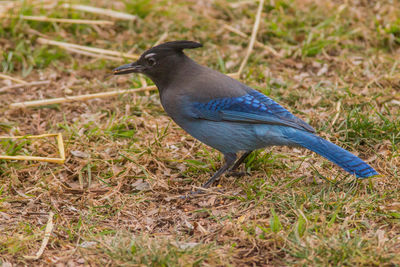 Close-up of bird perching on grass