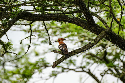 Low angle view of bird perching on tree