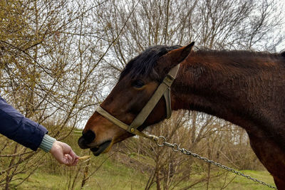 Close-up of a horse on field