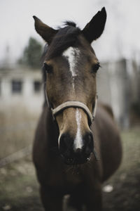 Portrait of horse in ranch