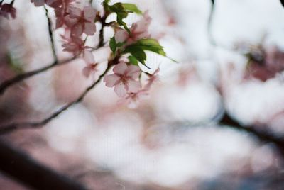 Close-up of pink flower tree