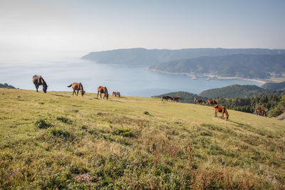 Horses grazing on grassy hill by sea against clear sky