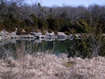 Scenic view of lake in forest