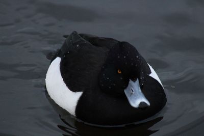 Close-up of swan swimming in lake