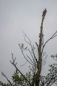 Low angle view of tree against sky