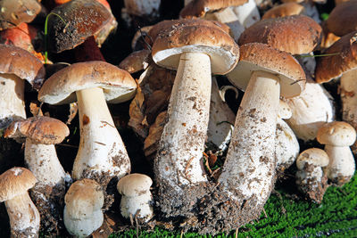 Close-up of mushrooms growing on field