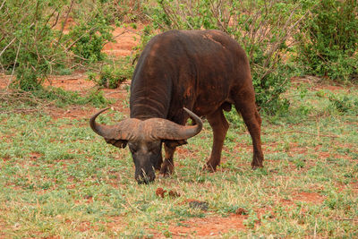 A male buffalo grazing in the savannah grassland landscapes of tsavo east national park in kenya