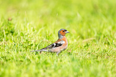 Bird perching on a grass