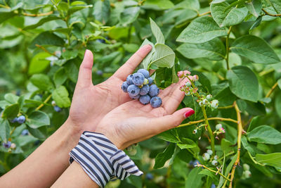 Close-up of hand holding fruit on plant