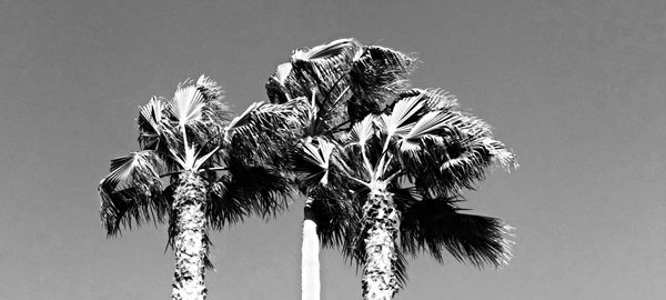 Low angle view of palm trees against clear sky