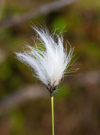 A beautiful closeup of a white cotton-grass heads growing in a natural habitat of swamp. 