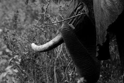 Close-up of elephant trunk in field