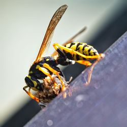 Close-up of bee