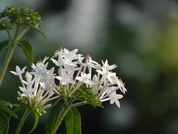 Close-up of white flowering plant