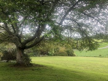 Scenic view of trees on landscape