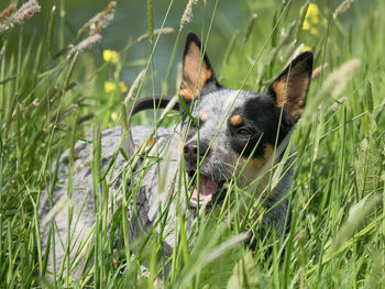 Dog looking away in field